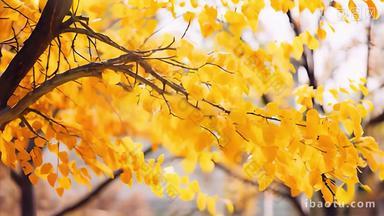 秋天黄色树叶阳光秋季金秋金黄